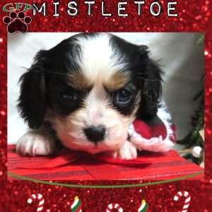 Mistletoe, Cavalier King Charles Spaniel Puppy